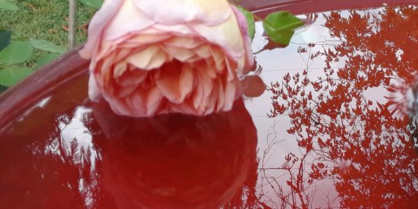 A pink rose reflected on a shiny red surface outdoors.