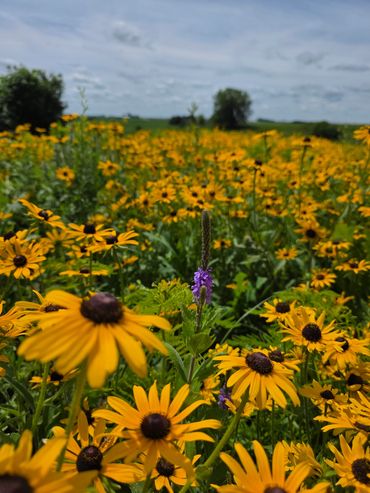Field of vibrant yellow flowers under a cloudy sky.
