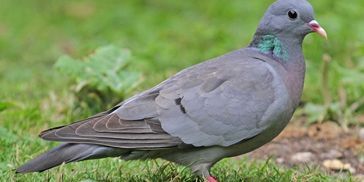 Pigeon 