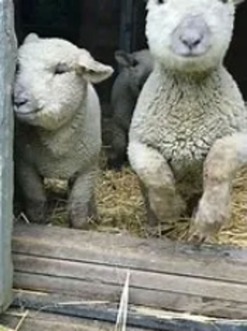 Wool