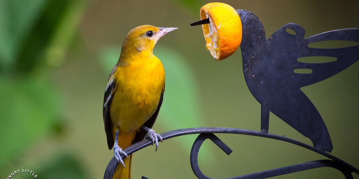 Baltimore Oriole Bird