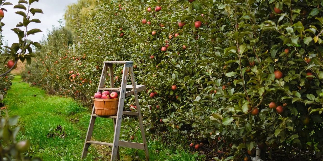 Local Produce