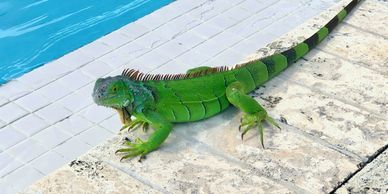 A green iguana resting beside a swimming pool on a tiled surface.