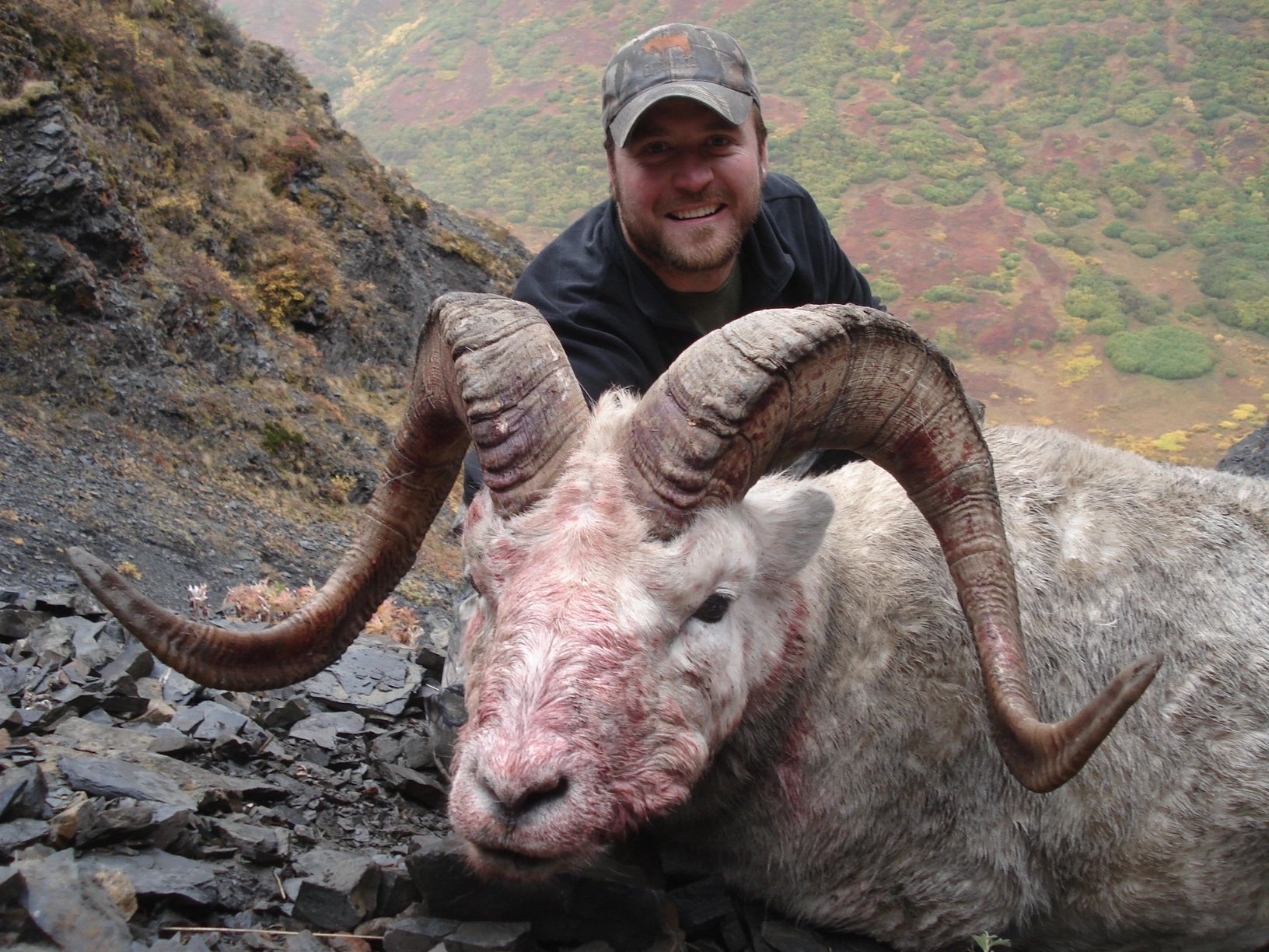 Alaska_Dall_Sheep.jpg