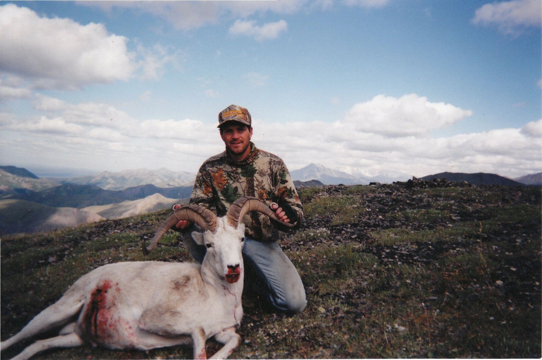 Dall_Sheep_2002.jpg