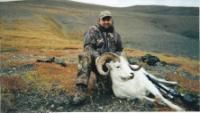 Dall_Sheep_2003_8.jpg