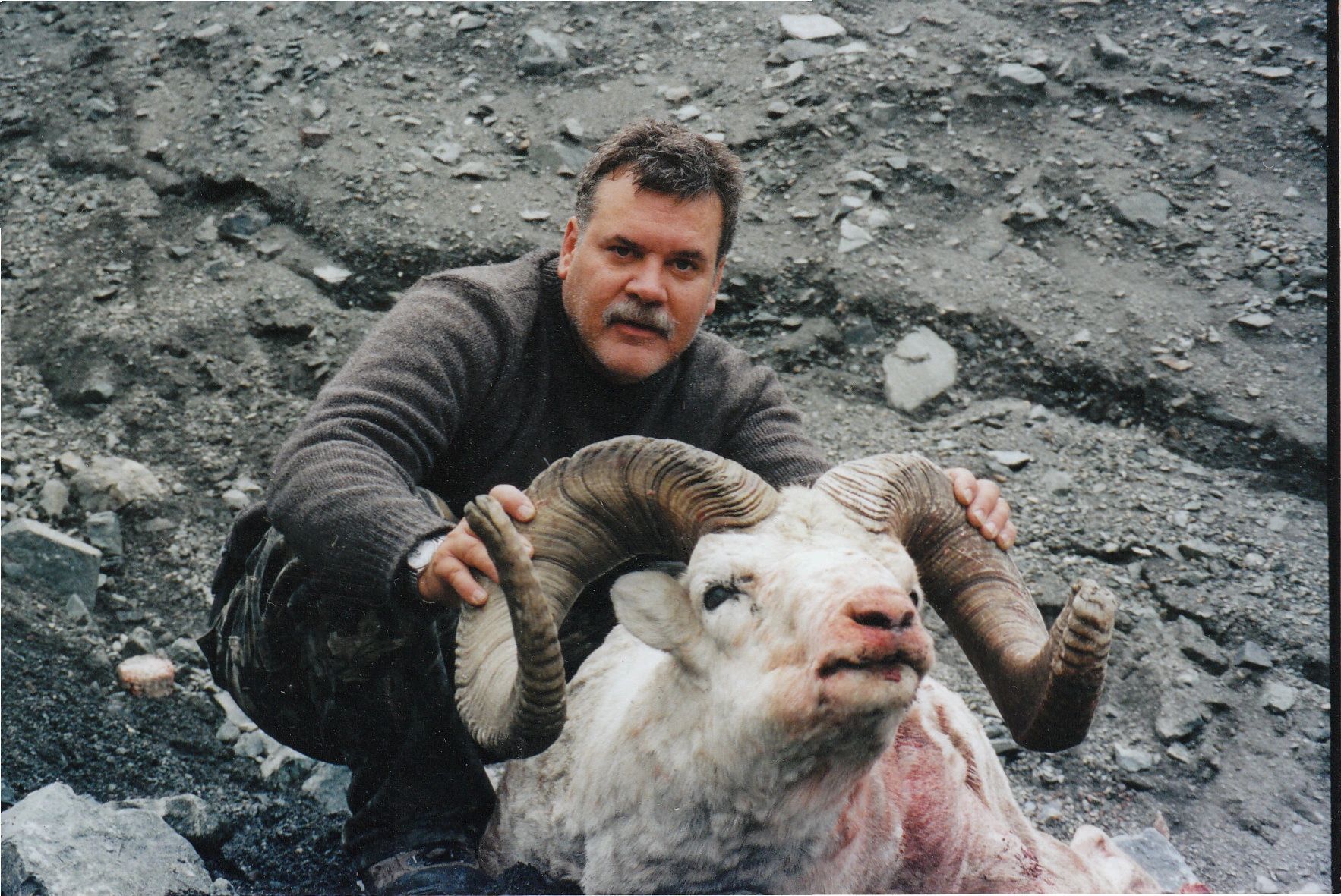 Dall_sheep_005.jpg