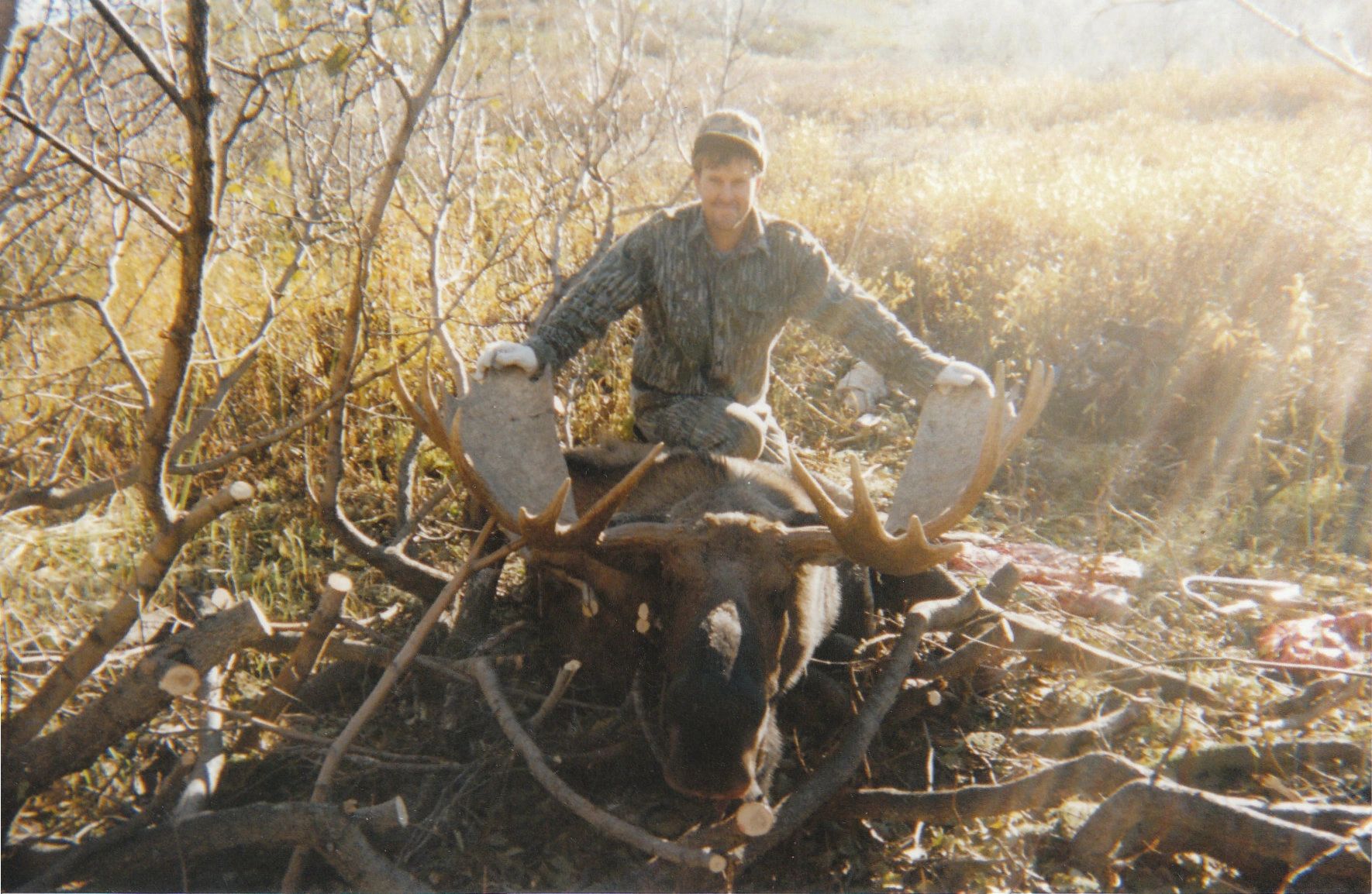 Moose_2003_1.jpg