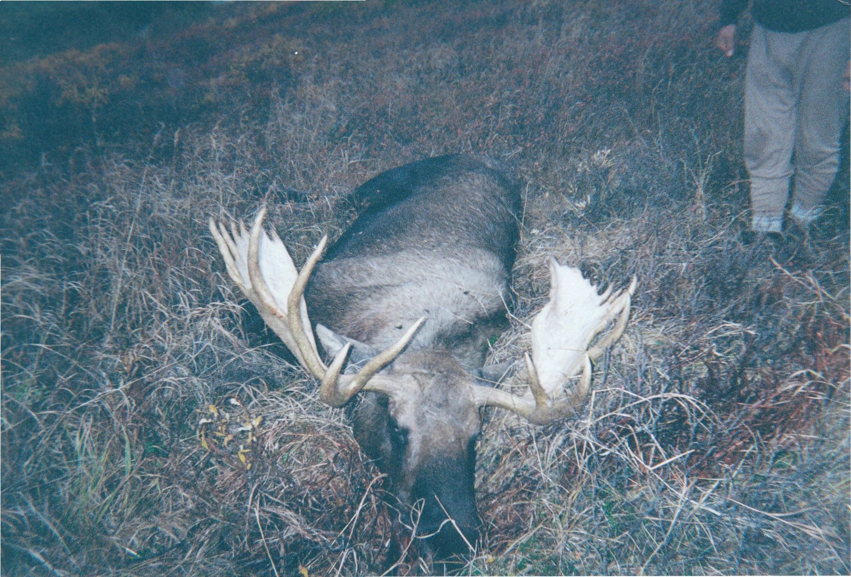 Moose_2003_2.jpg