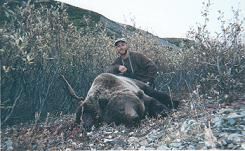 Alaska Hunting Grizzly Bear