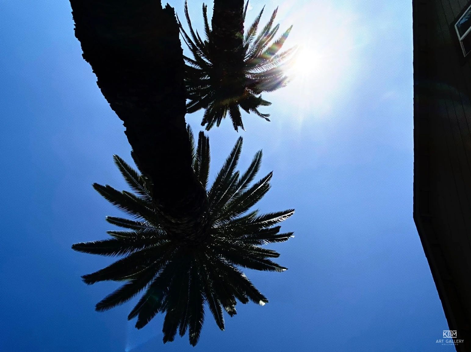 Palm trees silhouetted against a bright blue sky with the sun shining.