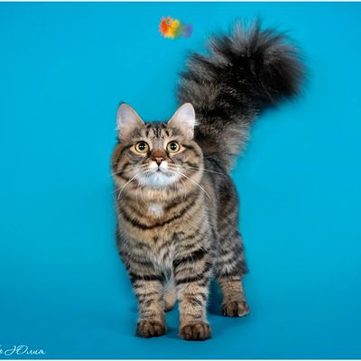 Siberian brown tabby kittens breeder Connecticut 