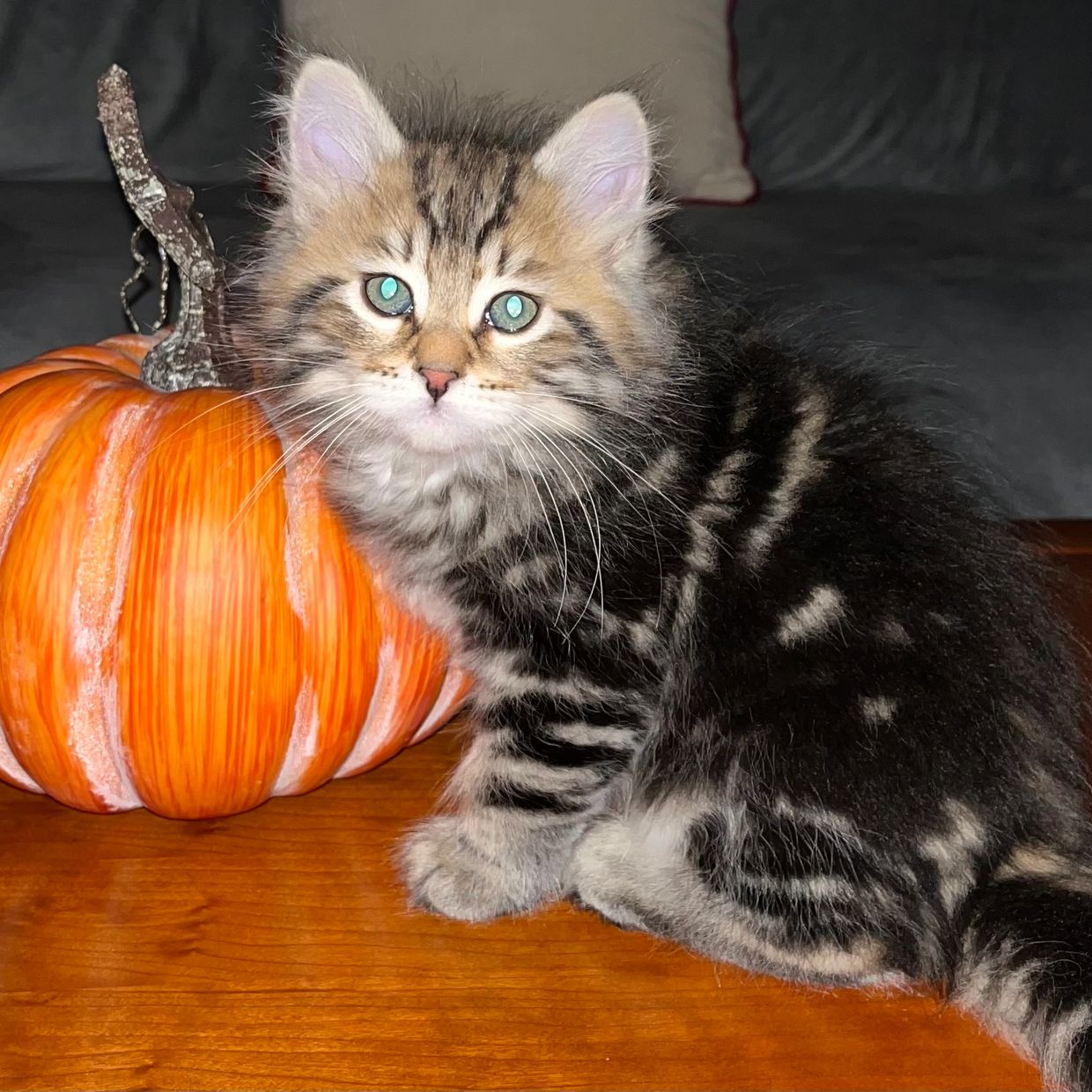 Winter 2023 Siberian Kittens | Figg and Prowle Siberian Cats, image size:1240x1240