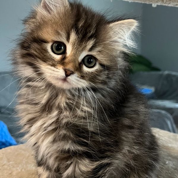 Siberian kittens breeder New England Cattery