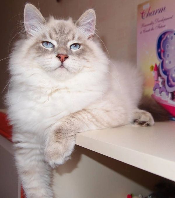 White Neva masquerade Siberian cat with blue eyes 