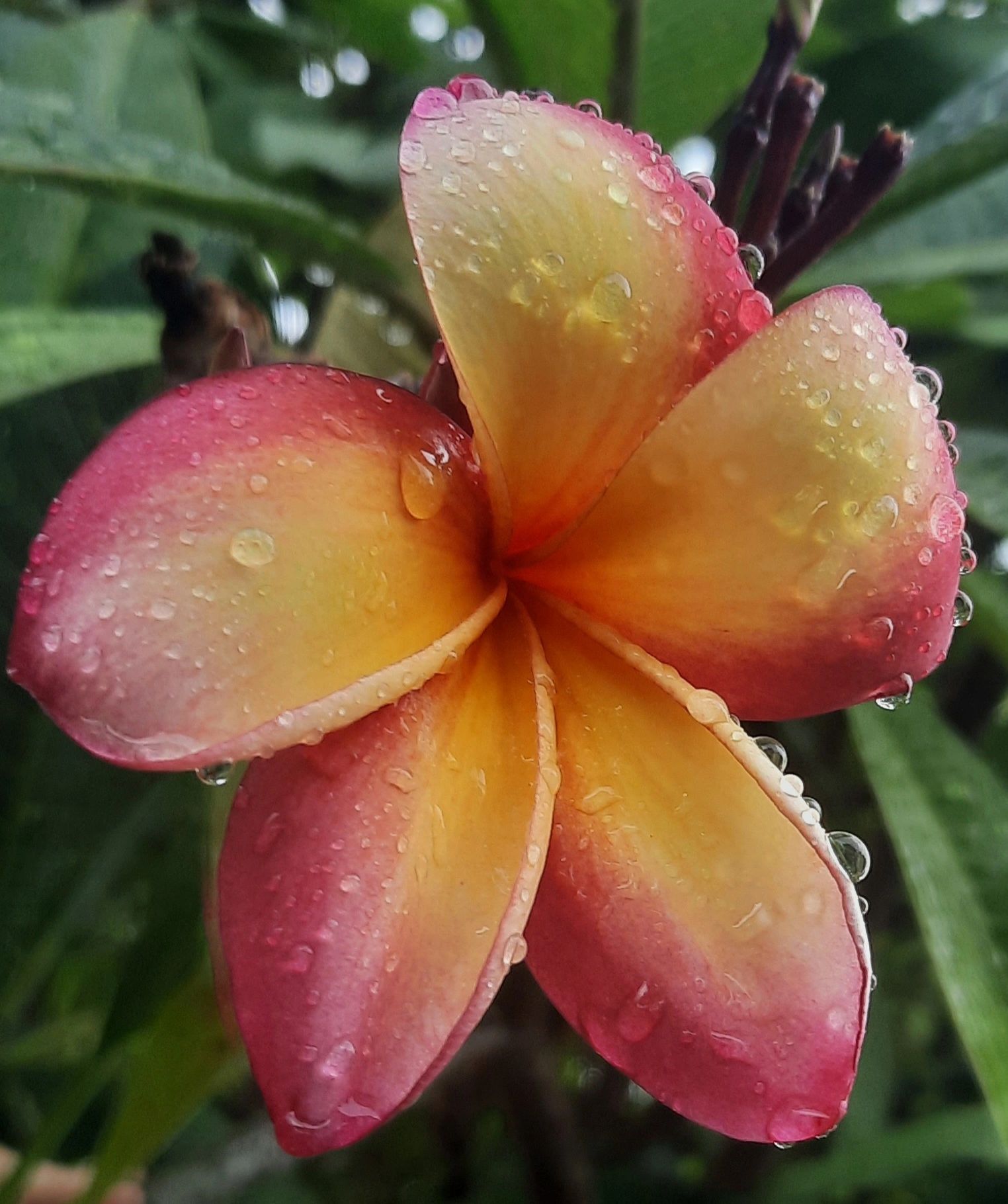 Darwin Ears & Hearing Home