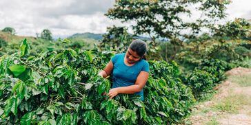 Coffee Farm, sustainable coffee farming, women coffee farm 