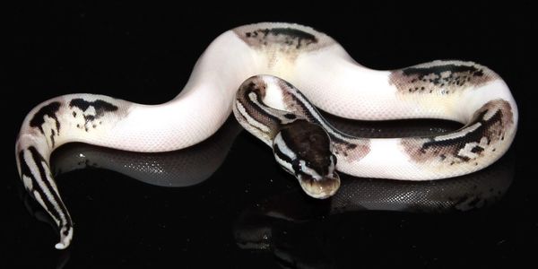 Pastel VPI Axanthic Piebald