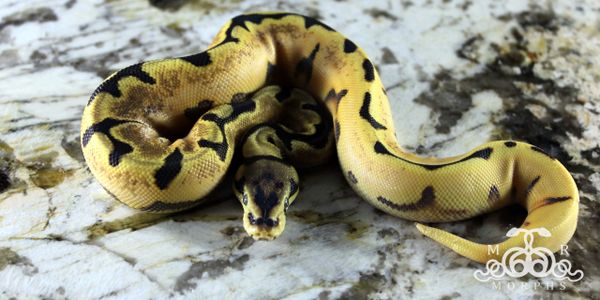 Orange Dream Yellow Belly Spider het Piebald