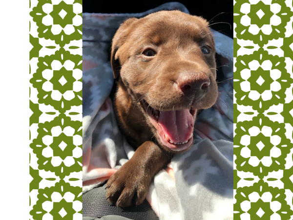 Chocolate Lab puppy