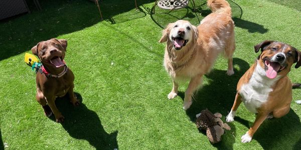 Three dogs outside sitting nicely