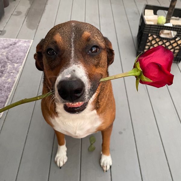 A dog with a rose 