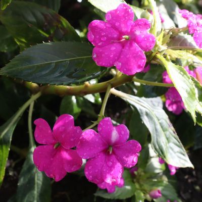 Bright pink flowers with water droplets on green leaves.
