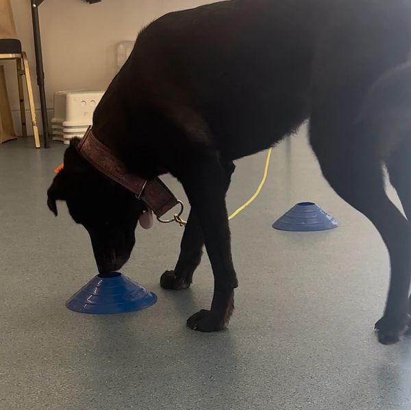 Black dog sniffing a blue cone indoors.