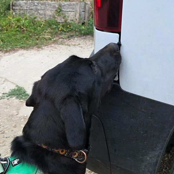 Black dog sniffing the back of a vehicle.