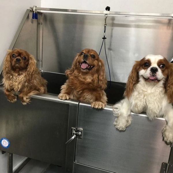 Cavalier King Charles puppies, Cavalier puppies, Cavapoo puppies, Cavapoos for sale, Ethical breeder