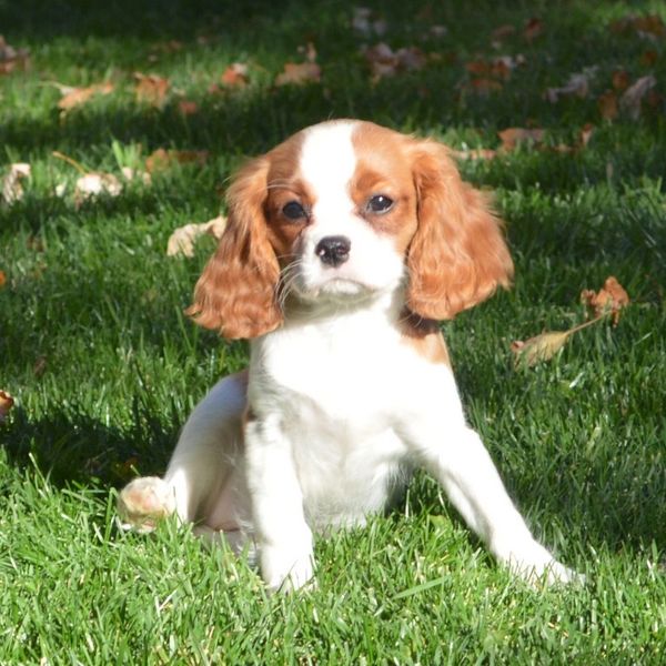 Cavalier King Charles puppies, Cavalier puppies, Cavapoo puppies, Cavapoos for sale, Ethical breeder