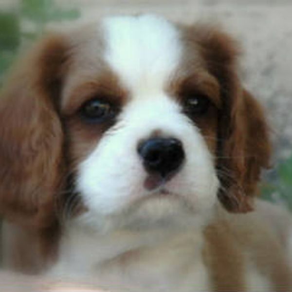 Cavalier King Charles puppies, Cavalier puppies, Cavapoo puppies, Cavapoos for sale, Ethical breeder