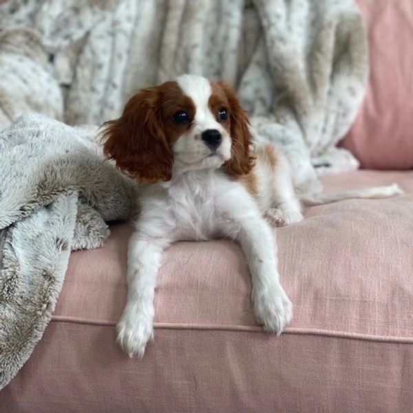 Cavalier King Charles puppies, Cavalier puppies, Cavapoo puppies, Cavapoos for sale, Ethical breeder