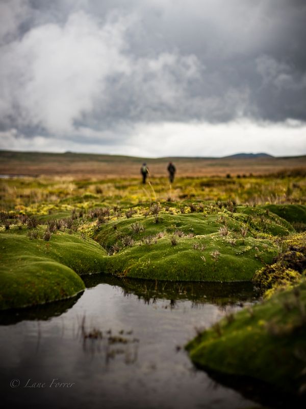 Paramo 