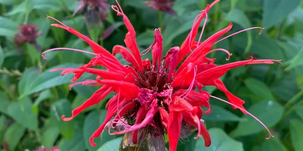 Close-up of a vibrant red flower with elongated petals against green foliage.