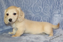 Frostdox Dachshunds