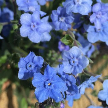 organic flowers, locally grown, sustainable, small farm