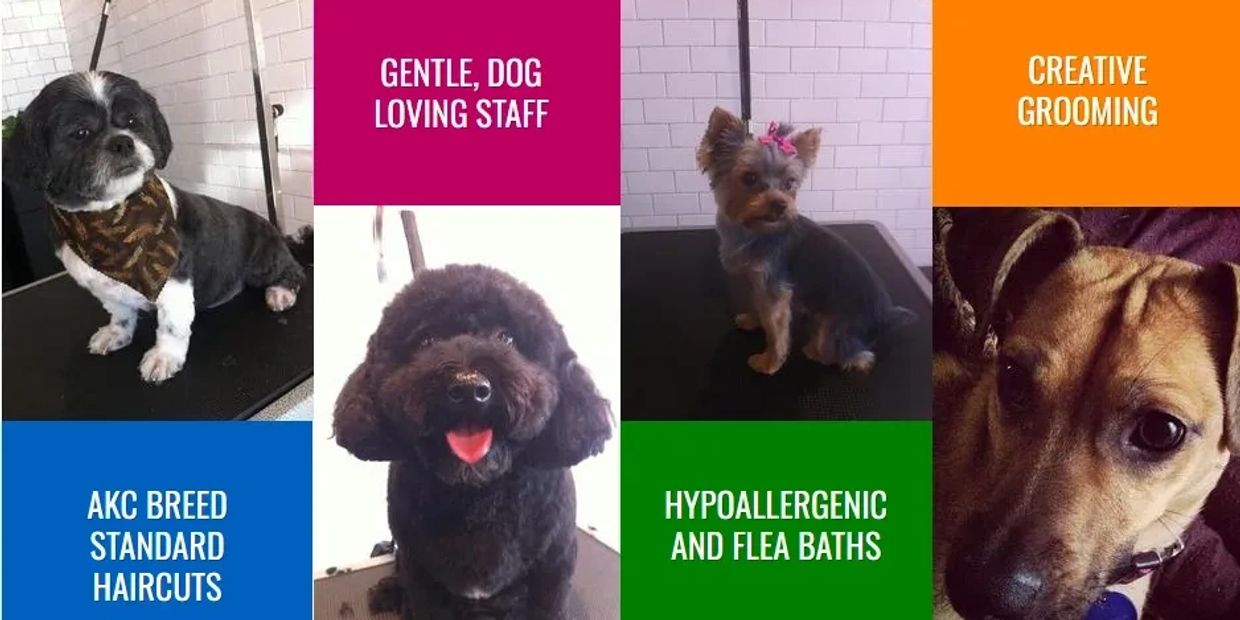Collage of groomed dogs showcasing grooming services and care.