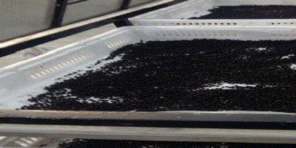 Solar Dehydration by Food Consultant Leelaram Enterprises