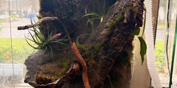 A misty terrarium with green plants, moss, and branches under LED light.