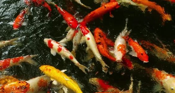 Koi Fish