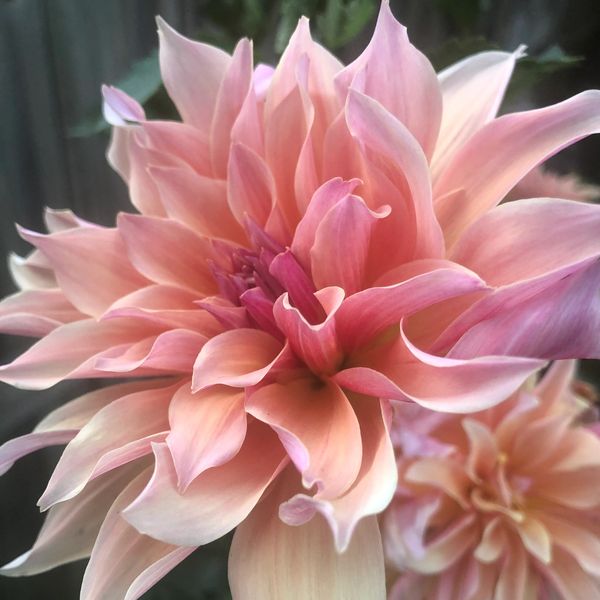 Close-up of a soft pink dahlia flower in bloom.