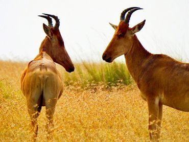 Two antelopes standing in a grassy field.
