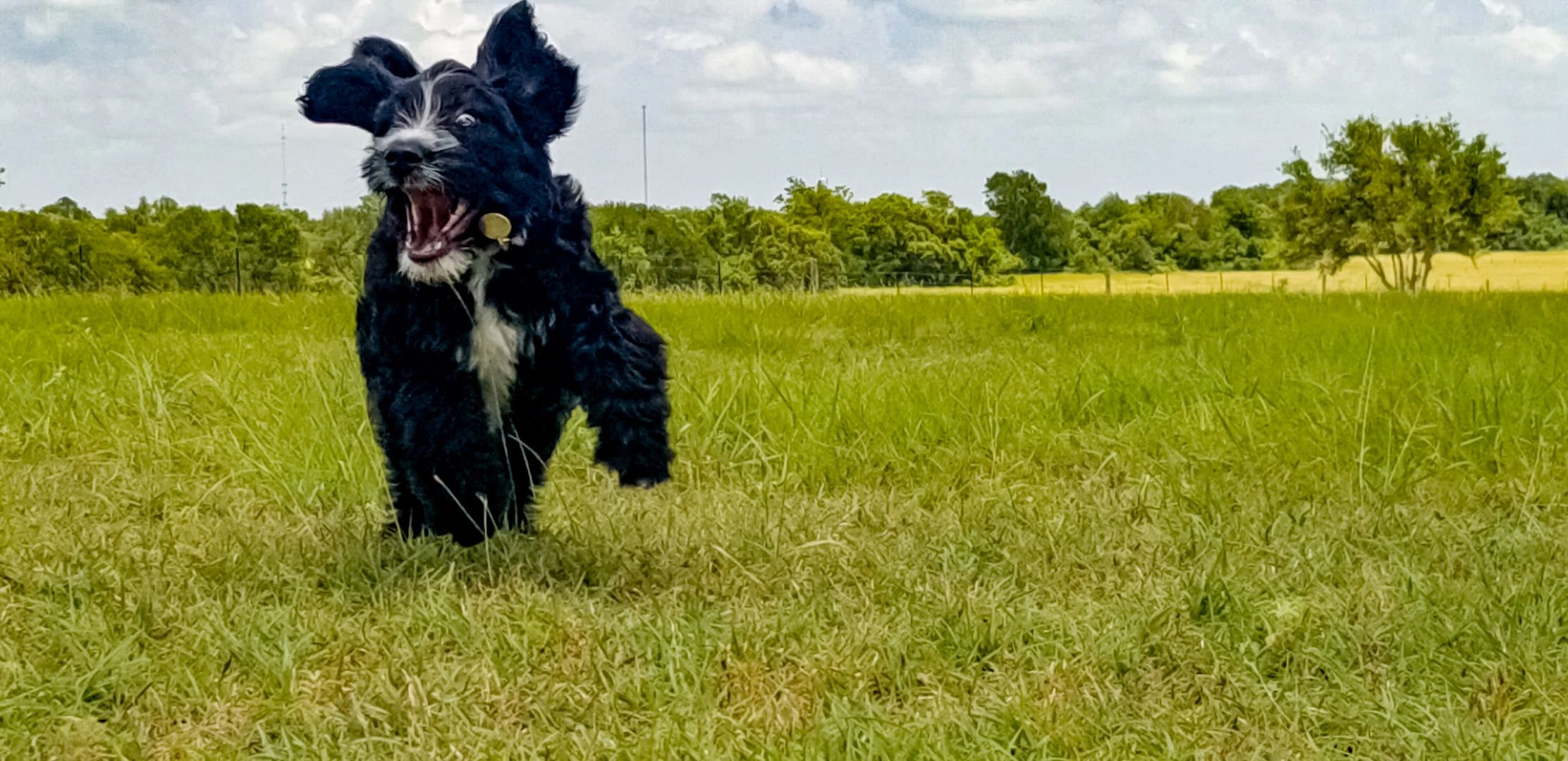 Let's Stay Home Pet Sitting