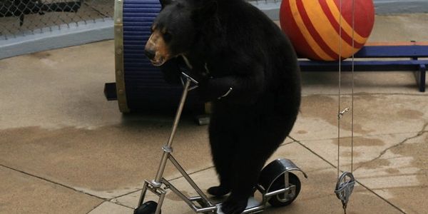 A bear riding a scooter indoors near circus props.