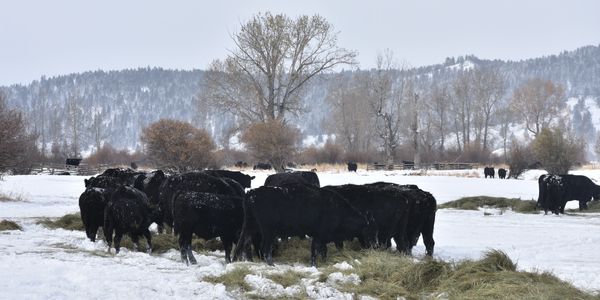 Black cows grazing on hay in a snowy field.