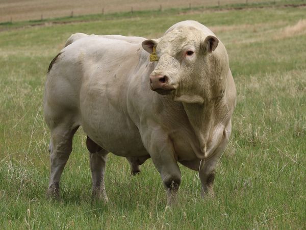 Rennert Ranch - Charolais Cattle for Sale, Charolais Cattle