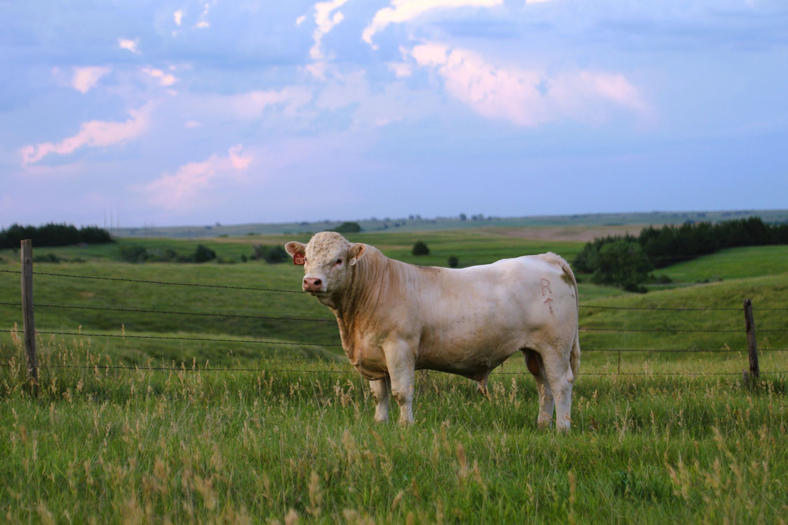 Rennert Ranch - Charolais Cattle, Charolais Bulls, Charolais Cattle for ...