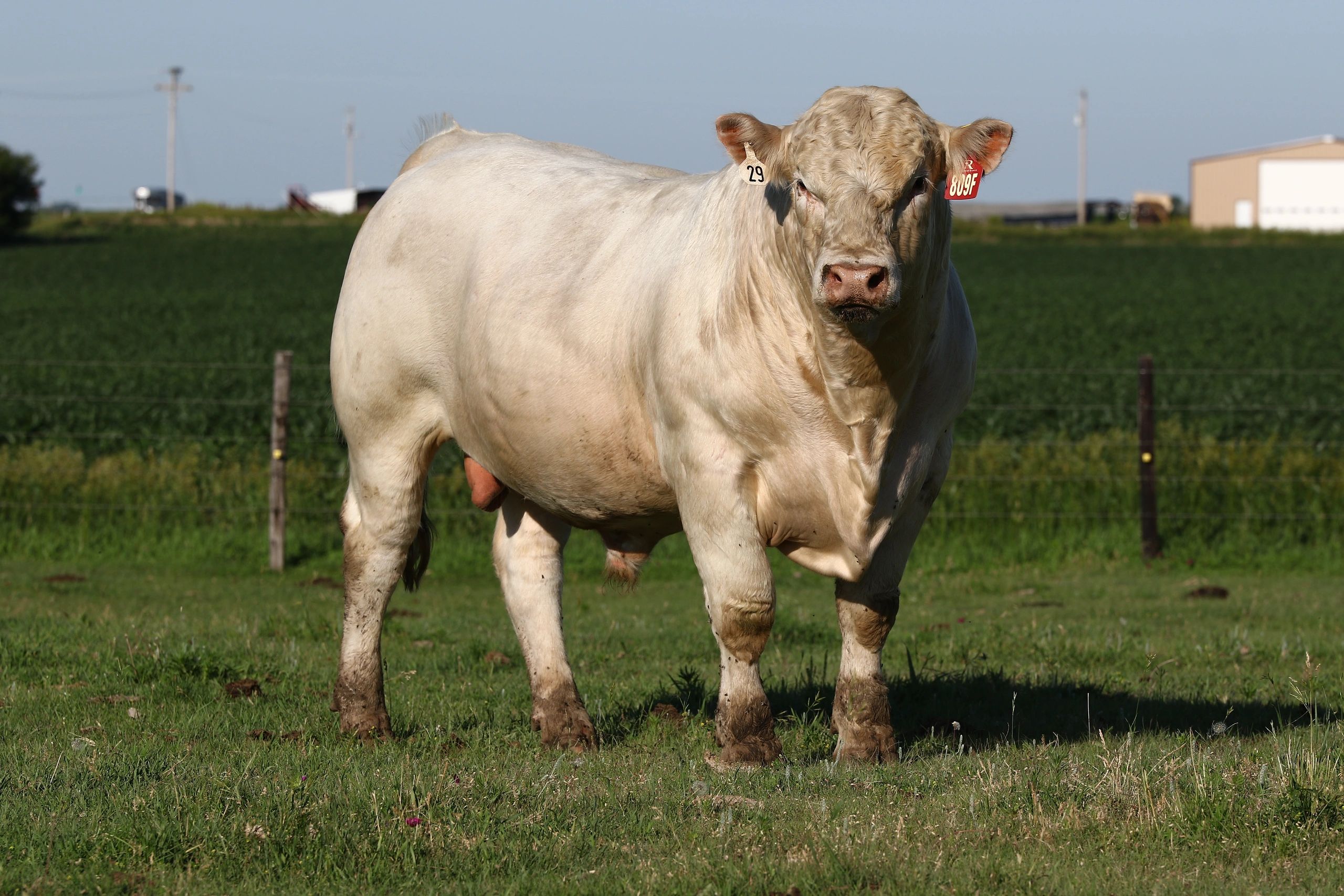 Charolais Calves