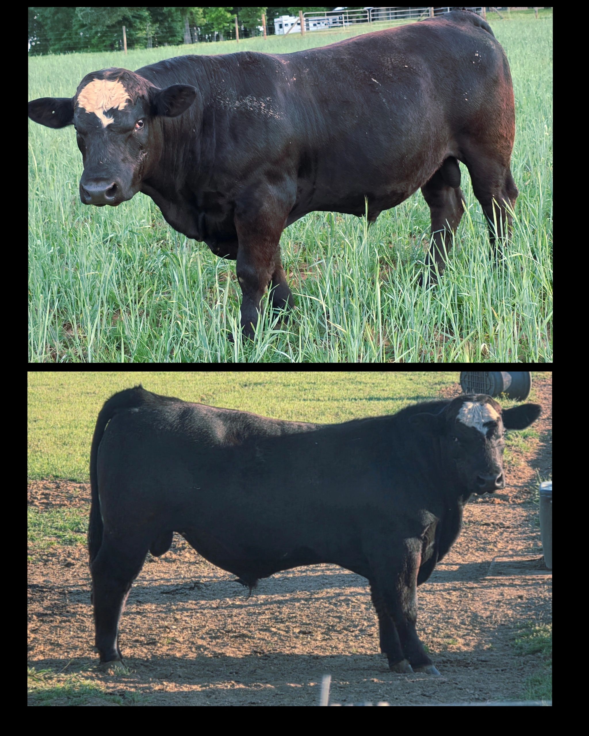 Two black bulls with white markings on their heads standing outdoors.